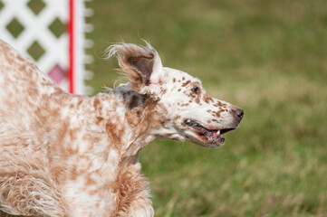English Setter competing in agility at a dog show