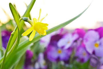 Closeup of small yellow daffodils in full bloom and purple pansy flowers in the morning sun, spring background texture.