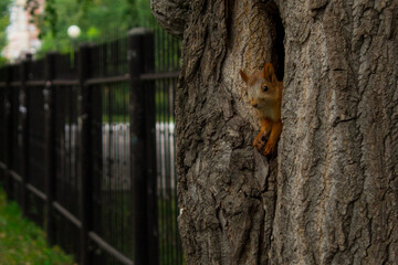 squirrel on a tree