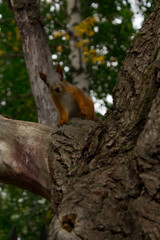 squirrel on a tree