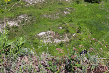 flowers in the mountain
