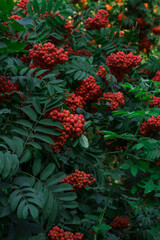 red berries on leaves