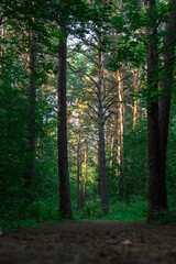 morning in the woods