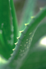 macro shot of aloe vera leaves