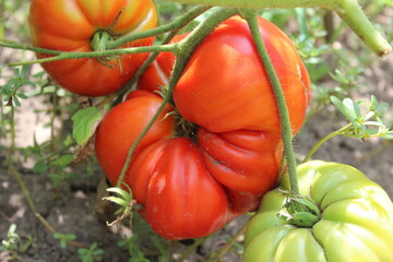 Fototapeta na wymiar Ripe red tomato on the field. Organic food. Agriculture.