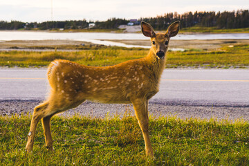 White-tailed deer on Anticosti Island, an island located in the St Lawrence estuary in Cote Nord region of Quebec, Canada