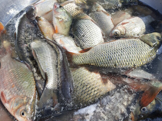 Catch of the day in old aluminum bowl. Freshly caught fresh fish ready to be cooked tasty dishes.