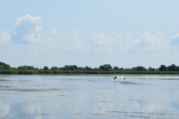Lake view with birds flying, during a boat trip in the Danube Delta. Landscape with forest and reed in the back.