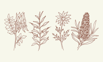 Set of Sturt's desert pea, eremophila, flannel flower, Christmas tree. Hand drawn Australian native plants