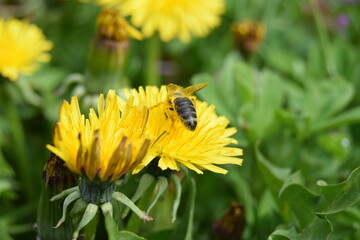 Yellow dandelion, taraxacum officinale, on green background, perfect for background, texture, macro photopraphy. Spring time concept