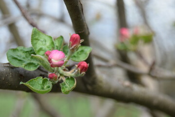 Apple branches with buds before flowering on a blurred background. Spring in an orchard. Close-up of apple tree buds on selective focus