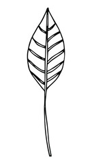 Single hand drawn tropical leaf of banana. In doodle style, black outline isolated on a white background. Design cute element for card, poster, social media banner, sticker. Vector illustration.