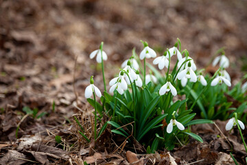 Flowers snowdrops in garden, sunlight. First beautiful snowdrops in spring. Common snowdrop blooming. Galanthus nivalis bloom in spring forest.