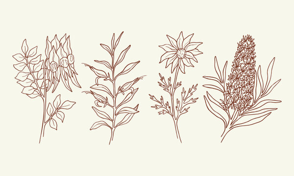 Set of Sturt's desert pea, eremophila, flannel flower, Christmas tree. Hand drawn Australian native plants
