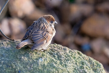 bird in city