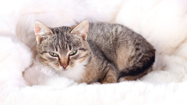 Little cute cat lying on white fur and resting. Gray kitten close up. Gray cat with green eyes. Pet care concept. Kitten lying on a white background. Tabby. Copy space. Horizontal image