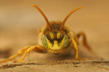 Frontal closeup on a yellow male of the kleptoparasite Lathbury's Nomad bee, Nomada lathburiana, male