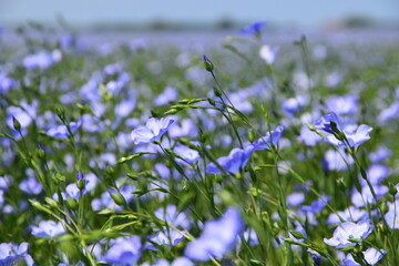 Flax field in East Yorkshire, UK