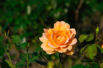 快晴の空の下で、美しさを競い合うオレンジ色のバラの風景
