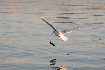 bird in city