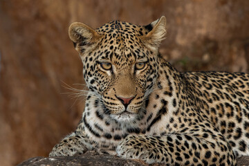 Fototapeta na wymiar Leopard (Panthera Pardus) resting in a big Marula tree in Mashatu Game Reserve in the Tuli Block in Botswana 