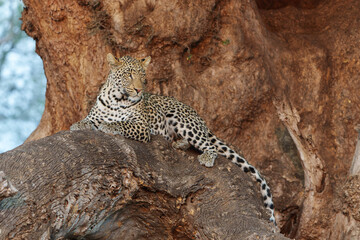 Leopard (Panthera Pardus) resting in a big Marula tree in Mashatu Game Reserve in the Tuli Block in Botswana                 