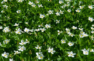 Anemonoides nemorosa woody anemone is an early spring flowering plant from the ranunculaceae family...