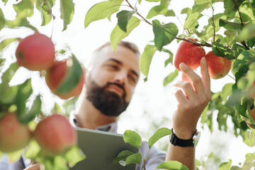 Summer and autumn harvest of organic fruits and quality control