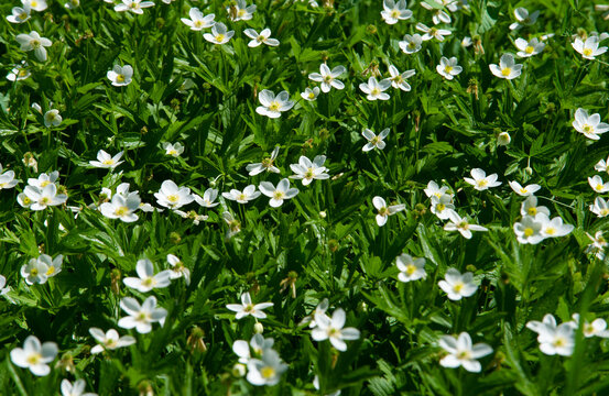 Anemonoides nemorosa woody anemone is an early spring flowering plant from the ranunculaceae family Ranunculaceae, anemone, thimble and fox scent.