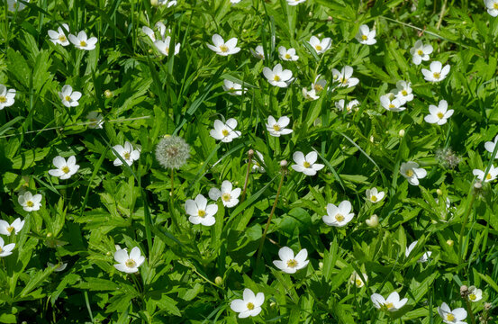 Anemonoides nemorosa woody anemone is an early spring flowering plant from the ranunculaceae family Ranunculaceae, anemone, thimble and fox scent.