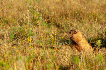 Summer landscape with animal marmot, a heavily built, gregarious, burrowing rodent of both Eurasia and North America, typically living in mountainous country.
