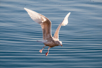 bird in city