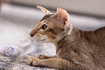 oriental breed kitten head