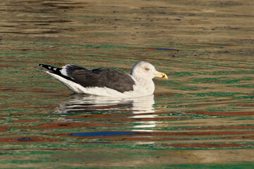 A seagull swims in the water area of the port. The water is colored by the reflection from the ship.