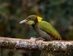 Yellow and green bird with blurr background