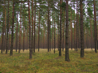  Beautiful natural bright background and texture, wild dense pine forest, atmospheric fairy forest, Latvia