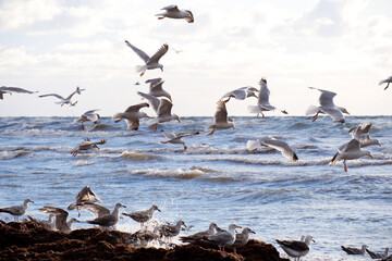 A flock of seagulls looking for food in the sea.