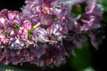 Spring photography, lilac flowers. Syringa vulgaris (lilac or co