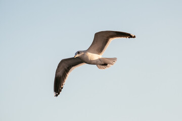 bird in city