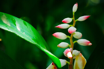 Beautiful Pink shell ginger (Alpinia zerumbet) flower in a botanical garden.