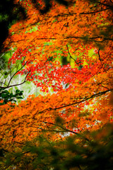 真っ赤な紅葉と色とりどりの木々