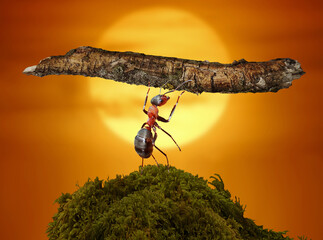 work ant sun