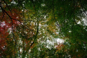 色とりどりの紅葉