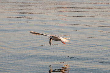 bird in city