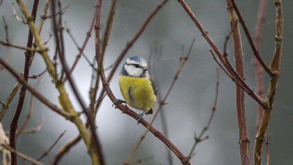 Blue tit on a branch in winter time looking for food	