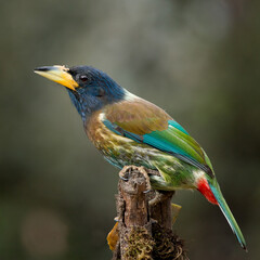 Multi colour bird with blurry background
