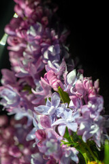 Spring photography, lilac flowers. Syringa vulgaris (lilac or co