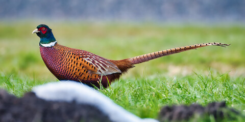 Proud colorful hunting pheasant in search of food