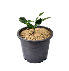 Citrus hystrix in a black pot isolated on a white background. clipping path