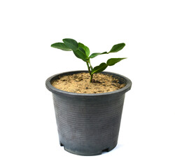 Citrus hystrix in black pot isolated on white background. clipping path